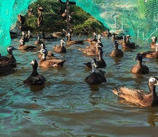 Laysan Ducks