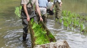 Ecological Restoration