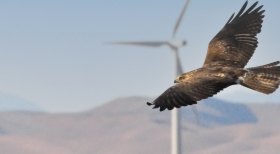SWCA Services_Milford Wind Swainsons Hawk