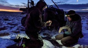 Sage Grouse Tagging and Monitoring