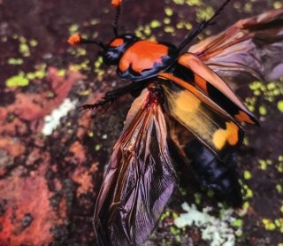Endangered Species Compliance_American Burying Beetle