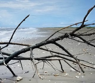 Coastal and Marine Restoration