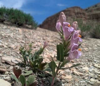 Uinta Basin