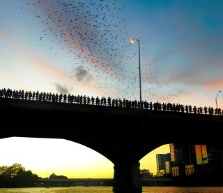 Worlds largest Mexican Freetail Bat Colony, Austin, Texas