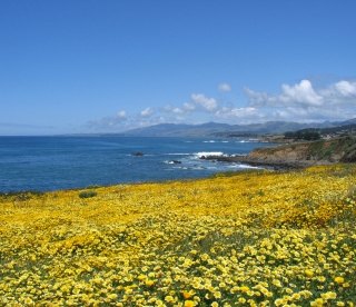 Flowers along coastline SWCA Pasadena office