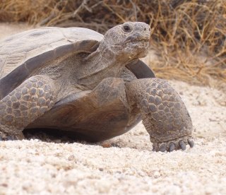 Desert Tortoise