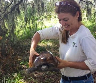 Gopher Tortoise Surveys