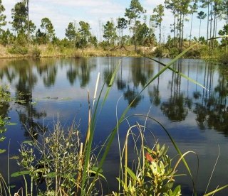 Landscape Florida