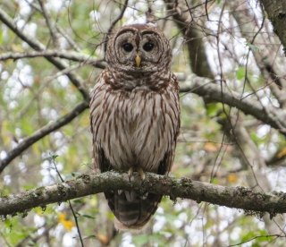 owl_louisiana