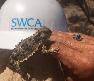 CA Horned Lizard