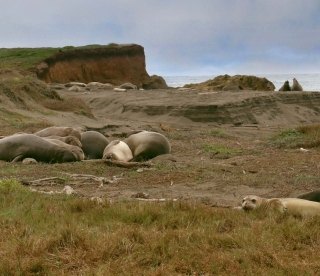 Elephant seals Piedras Blancas California