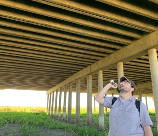 Yolo Causeway Bat Survey