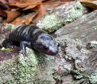 wetland_salamander