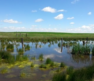 wetland