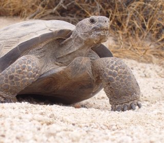 Desert Tortoise