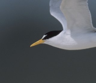 Interior Least Tern