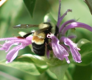 Rusty Patched Bumble Bee image courtesyJohanna James-Heinz Bee Spotter