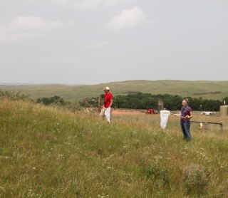 dakota skipper butterfly surveys