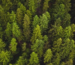 forest, trees, overhead