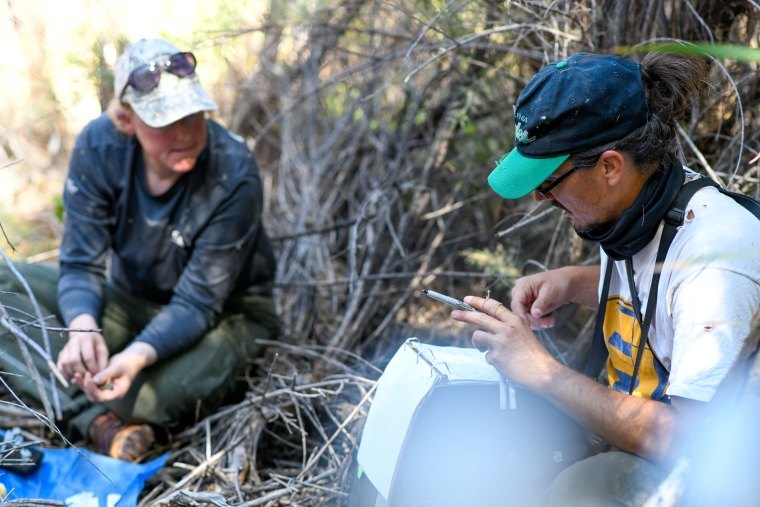 Banding southwestern willow flycatcher nestlings with Associate Project Biologist Sarah Nichols along the Virgin River, Nevada (photo credit Claire Hart Photography)