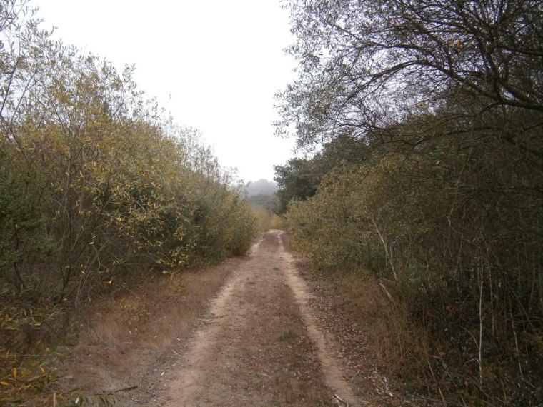 Willow riparian wetlands on a trail