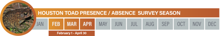 Houston Toad Survey Season