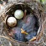 SW Flycatcher Nest SWCA