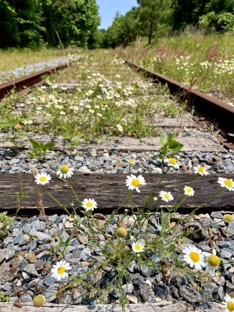 Daisys growing on railroad tracks from a Mining permitting project in North Carolina.