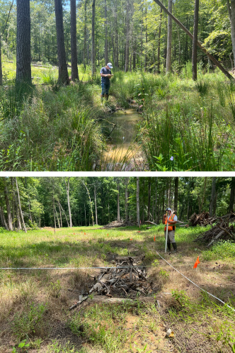 SWCA employees monitoring multiple sites alongside streams and planted buffers.