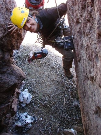 Image of Justin Streit rapelling down to an eagle's nest.