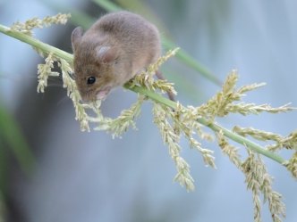 Common House Mouse