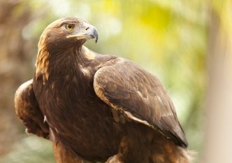 golden eagle