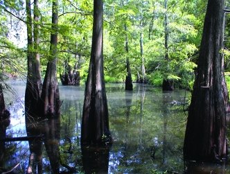 wetland