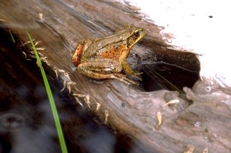 Red-legged frog