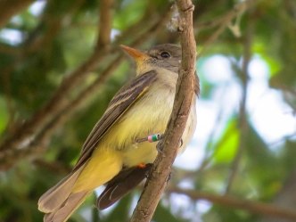 Southwestern Willow Flycatcher