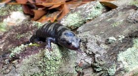 wetland_salamander