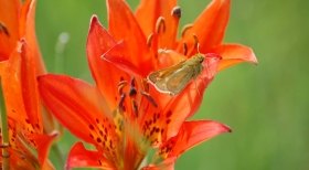Dakota Skipper, Photo Courtesy of USFWS Dakota Skipper, Photo Courtesy of USFWS