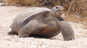 Desert Tortoise