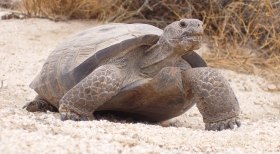 Desert Tortoise