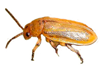 Tamarisk Beetle SWCA