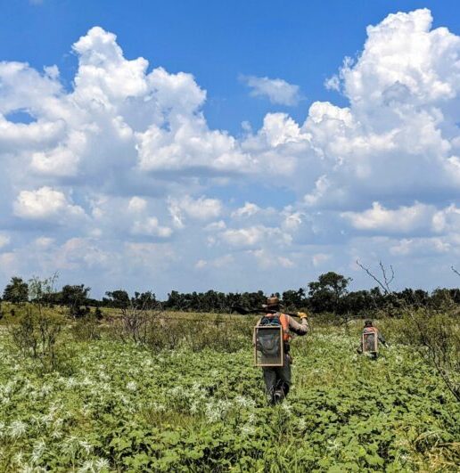 Wetlands foliage on a sunny day. A worker with large backpack walking away.