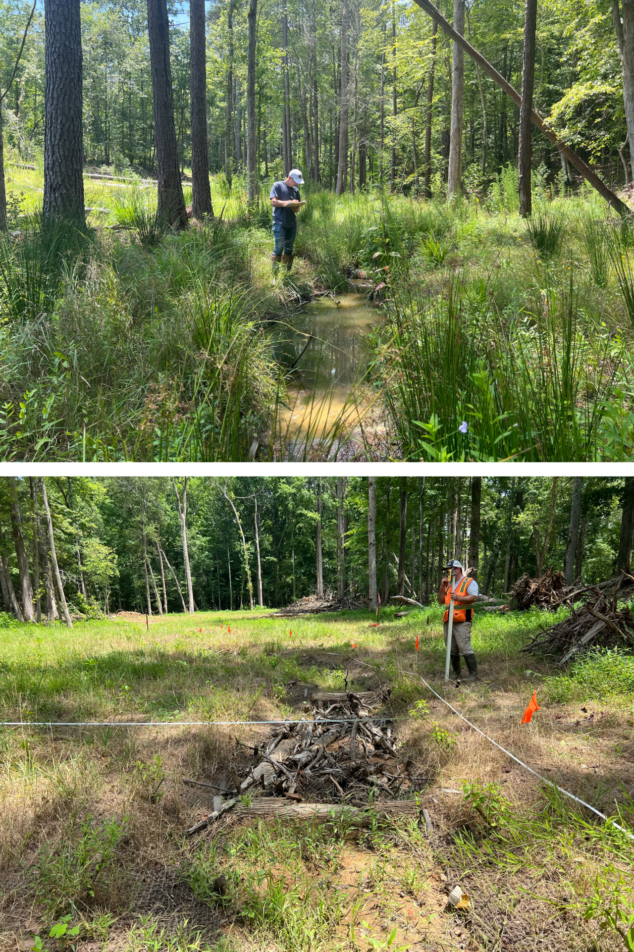 SWCA employees monitoring multiple sites alongside streams and planted buffers. 