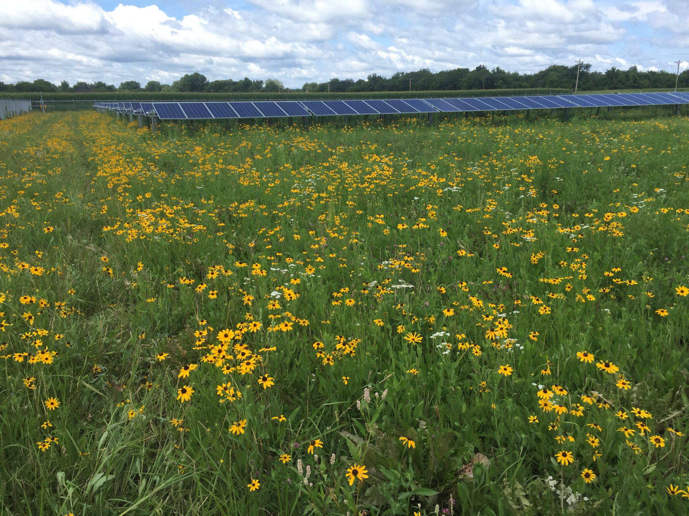 Green grass with yellow flowers blooming under a Minnesota Solar farm. 
