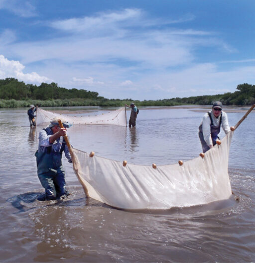 Fisheries Sampling Study in the Middle Rio Grande. River