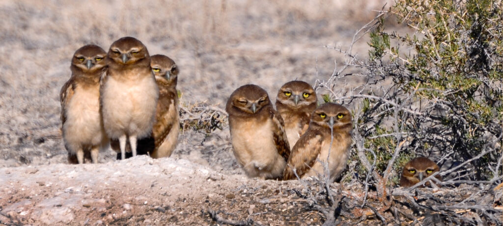 Seven burrowing owls standing on the ground near a bush.