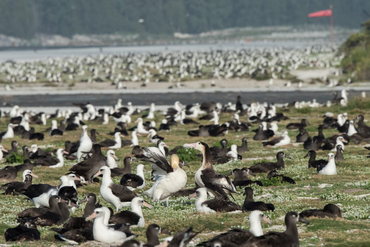 Albatross on Midway Atoll