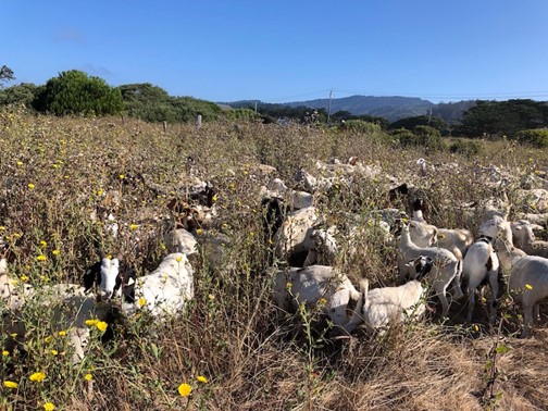 The goats grazing