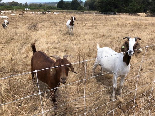 The goats saying hi at the fence