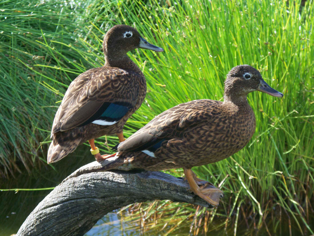 Laysan ducks
