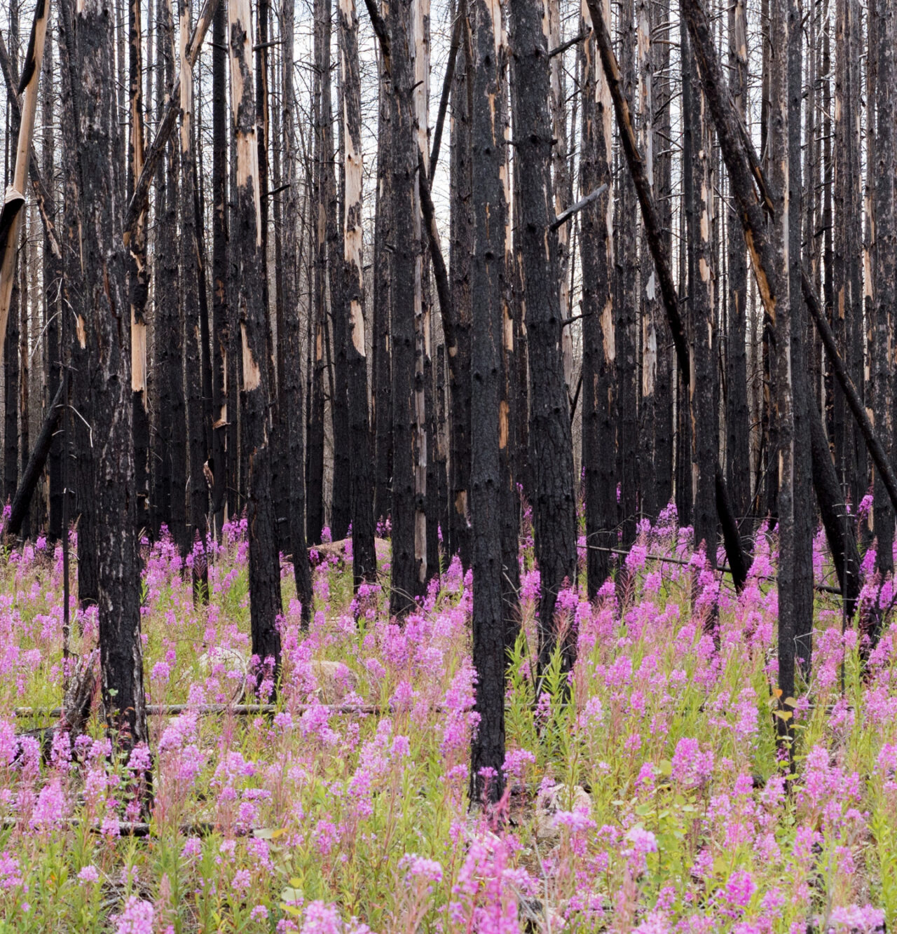 Wildfire Slide Image